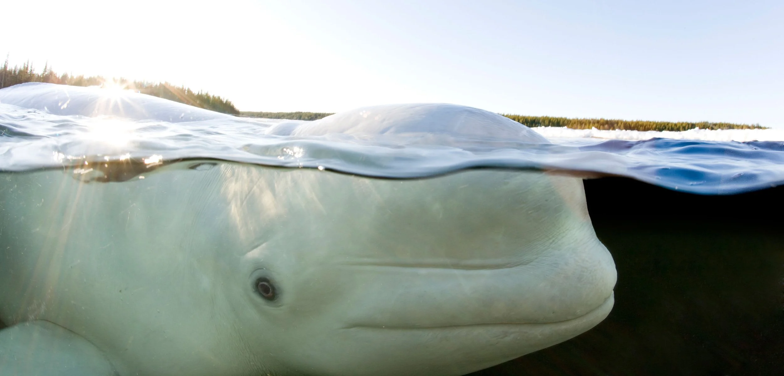 Belugas' Downward Spiral