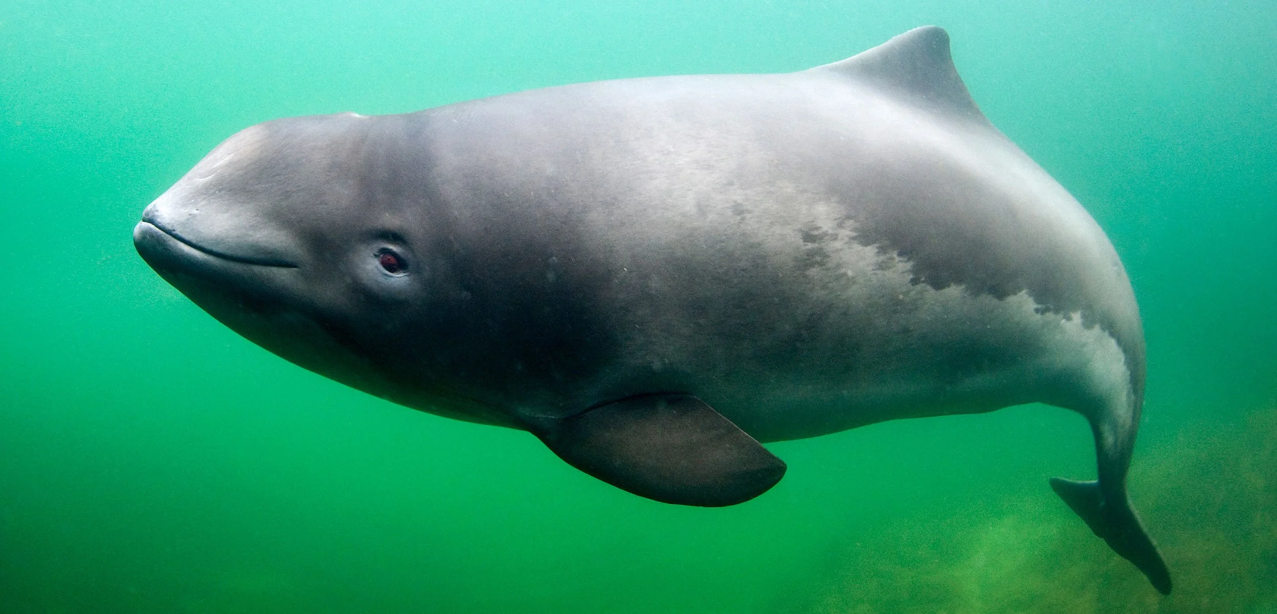 Porpoises Flee From Noise Pollution