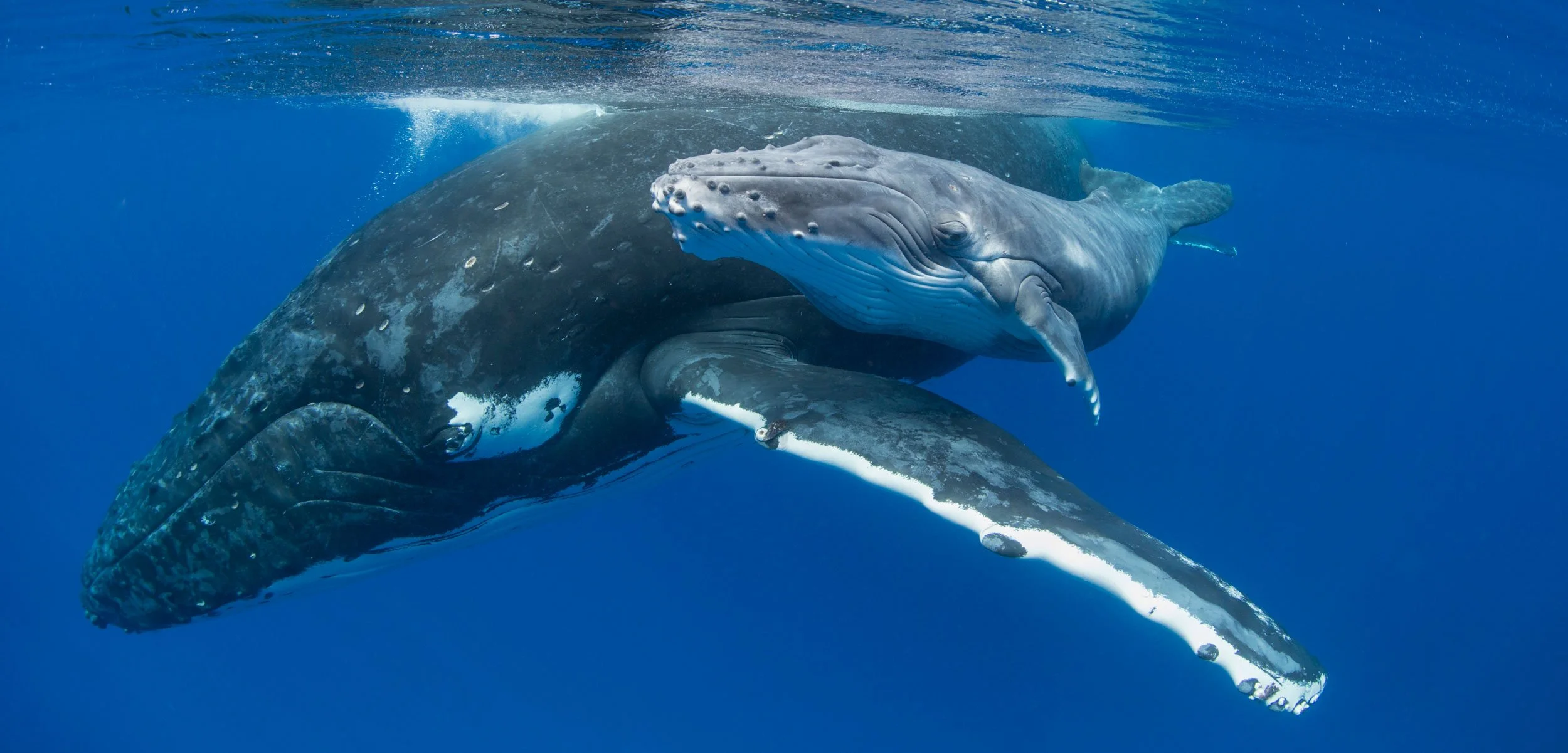 Humpback Moms Need a Quiet Place to Nurse