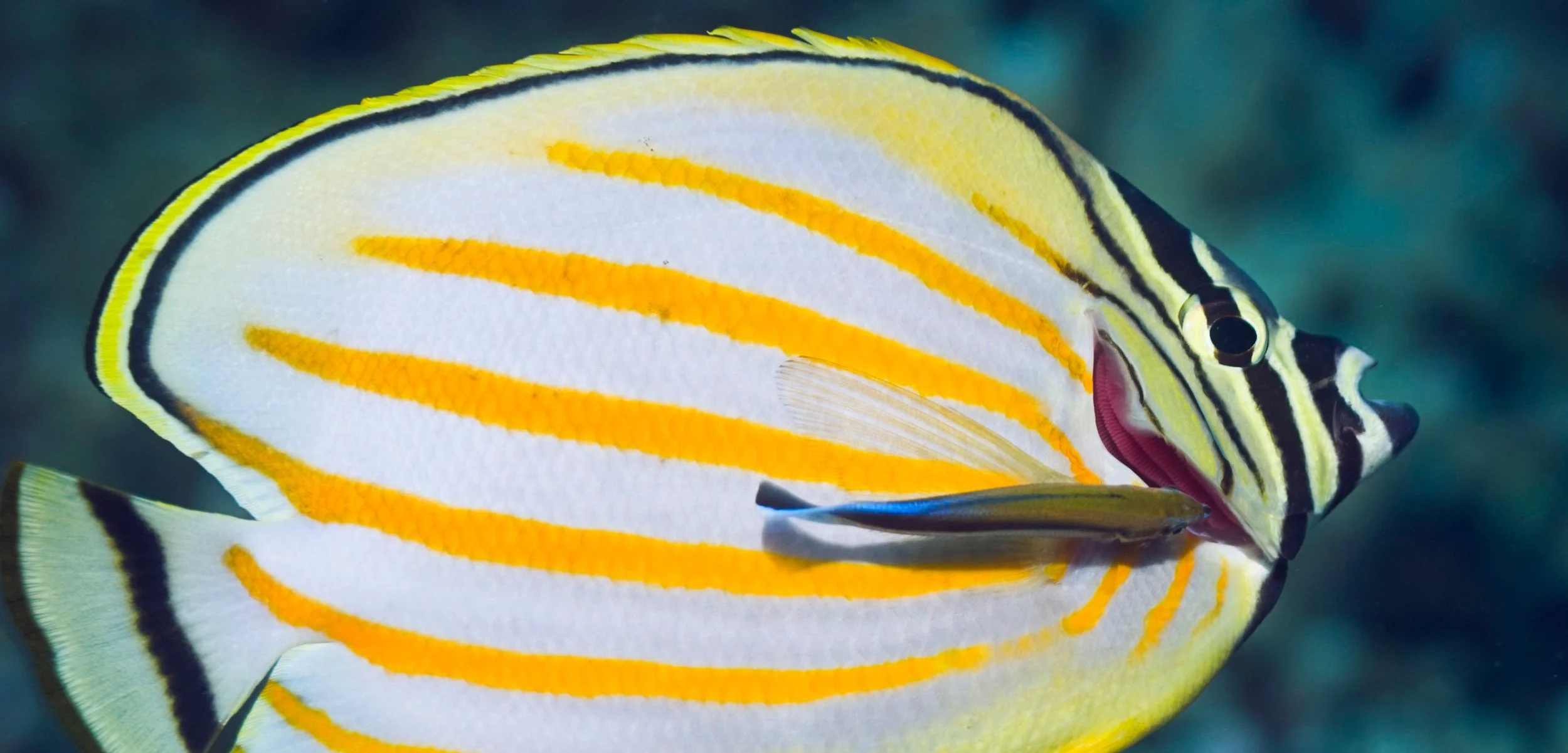 Ocean Racket Makes for Rascally Wrasses