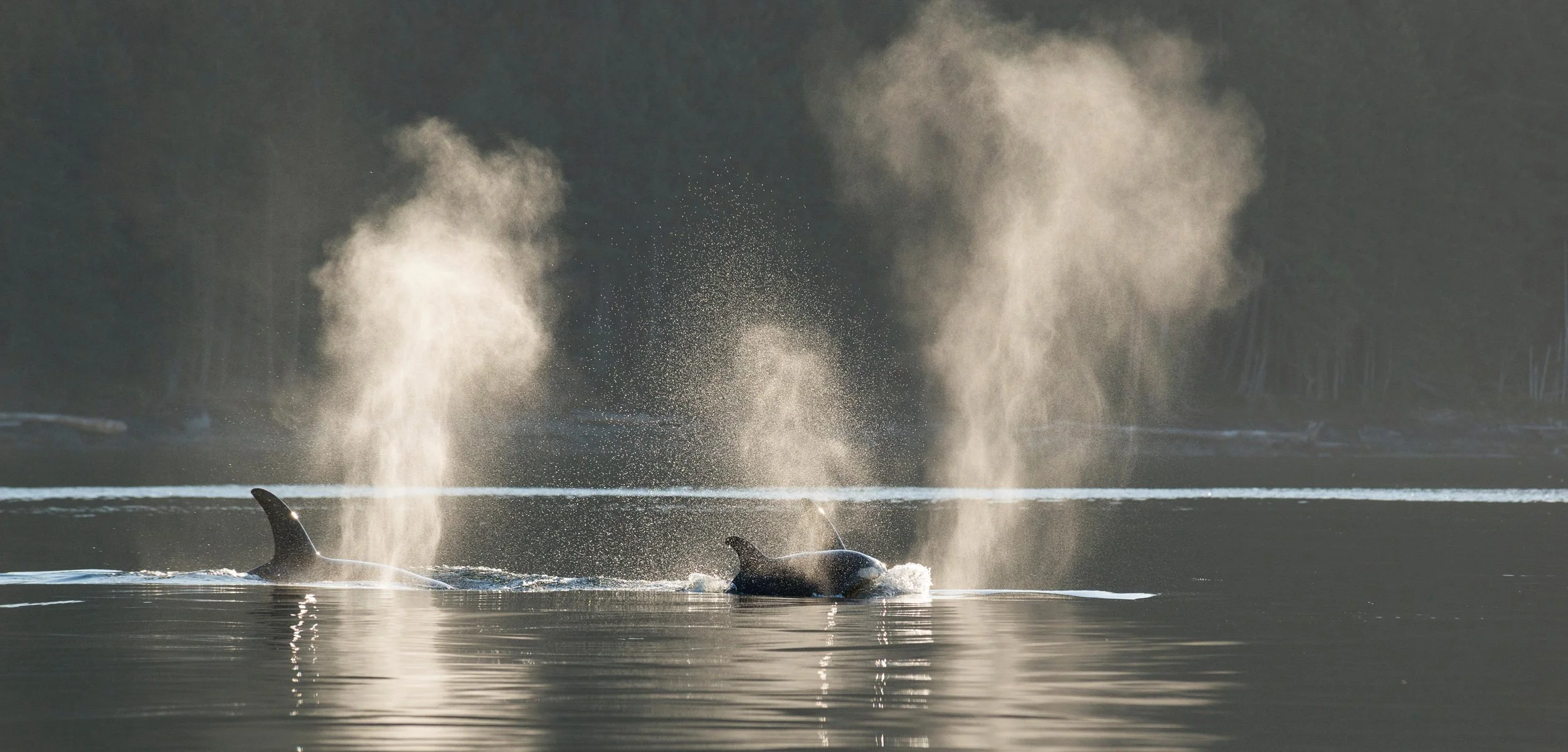 Listen to How Loud the Sea Is