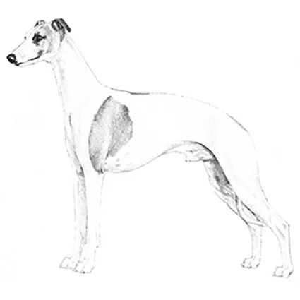 Whippet.jpg
