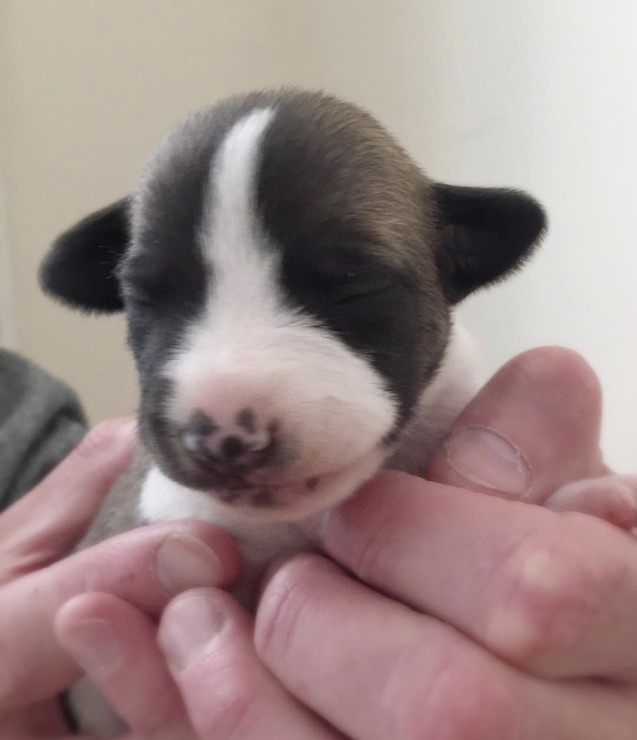 pup1.jpg