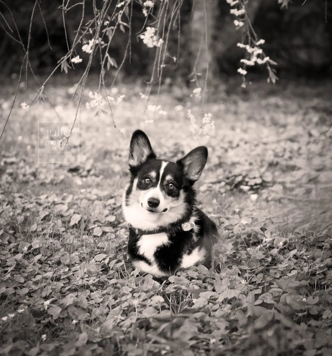 🌸Ollie! We spent a lovely morning in the park capturing this sweet boy's ever present smiles amidst les fleurs 🌸. Yes, I'm a fan! @ollie_the_corgi_14 

A total Mama's boy, ( mom is insanely talented Alex of @goldenbutternj ) 

🌸flowers are still b