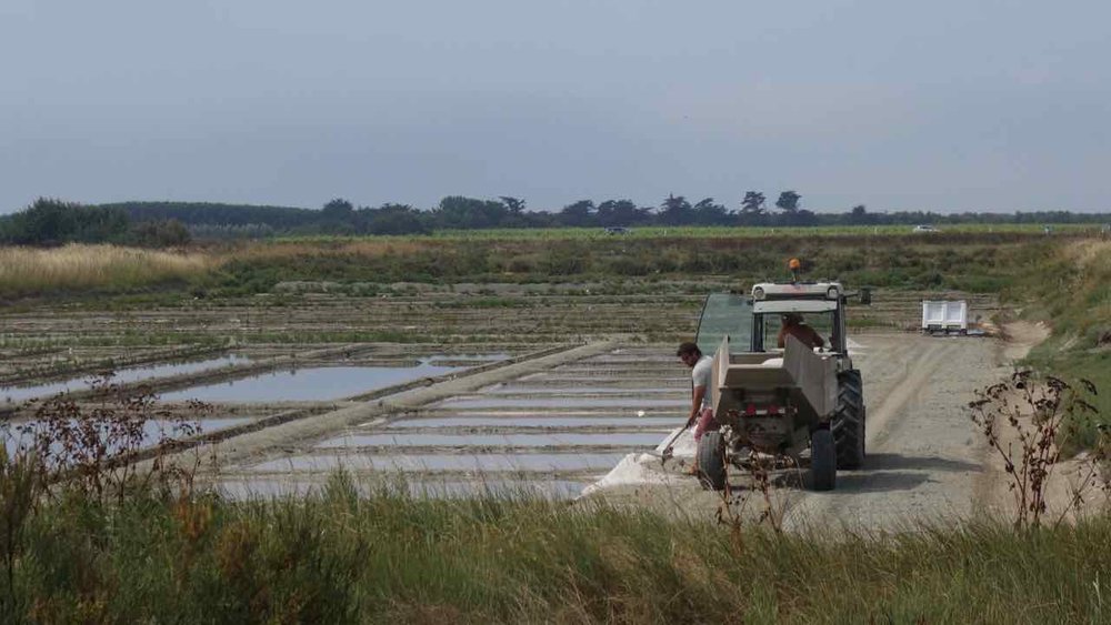 Salt harvest