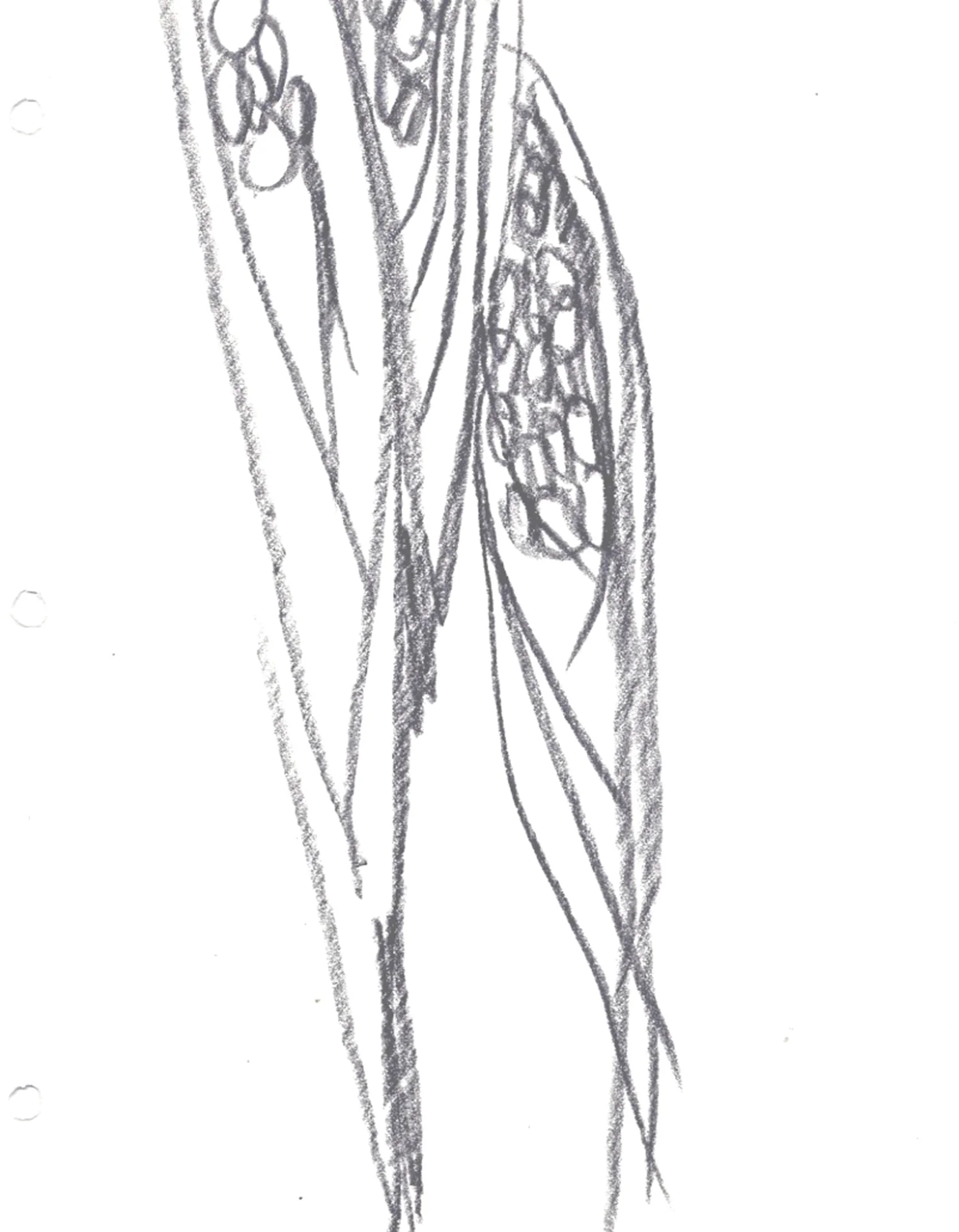 Summer Corn