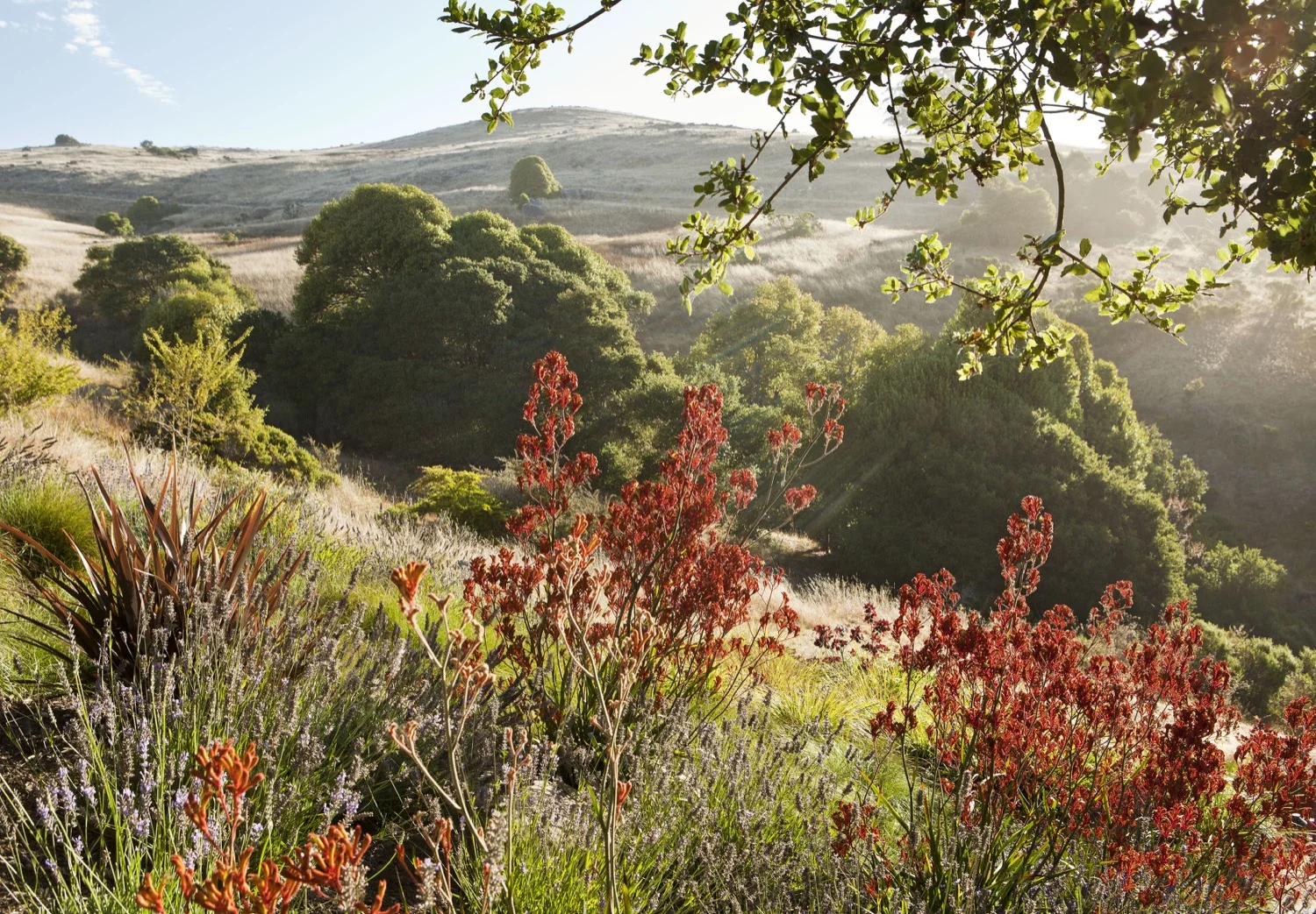 Red kangaroo paw is bright and warm against the fog and rolling hills.