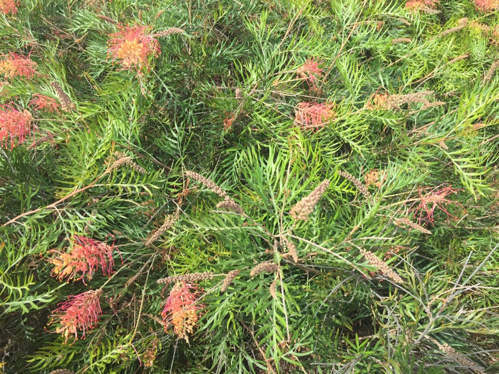 95a7f-arboretum-arterra-11.jpg