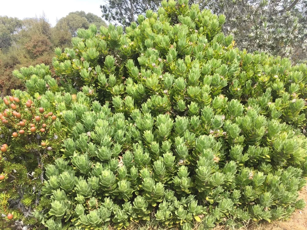 d6930-arboretum-arterra-17.jpg