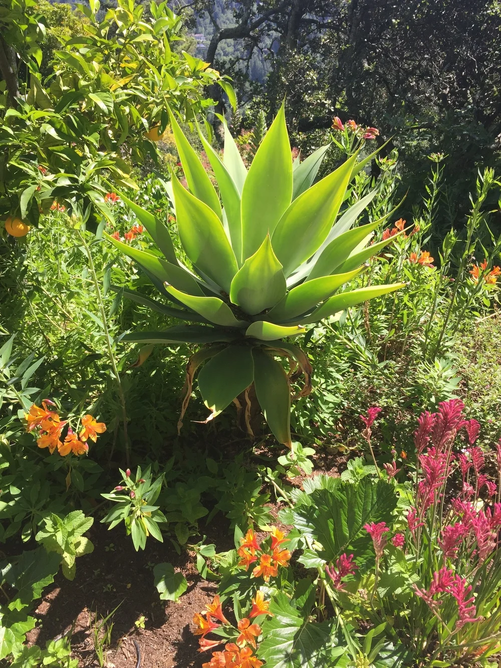 08969-marin-garden-tour-07.jpg