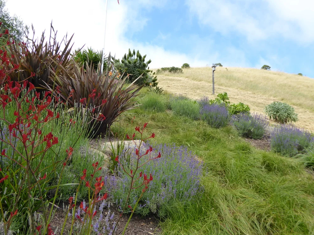 73ecd-marin-garden-tour-10.jpg
