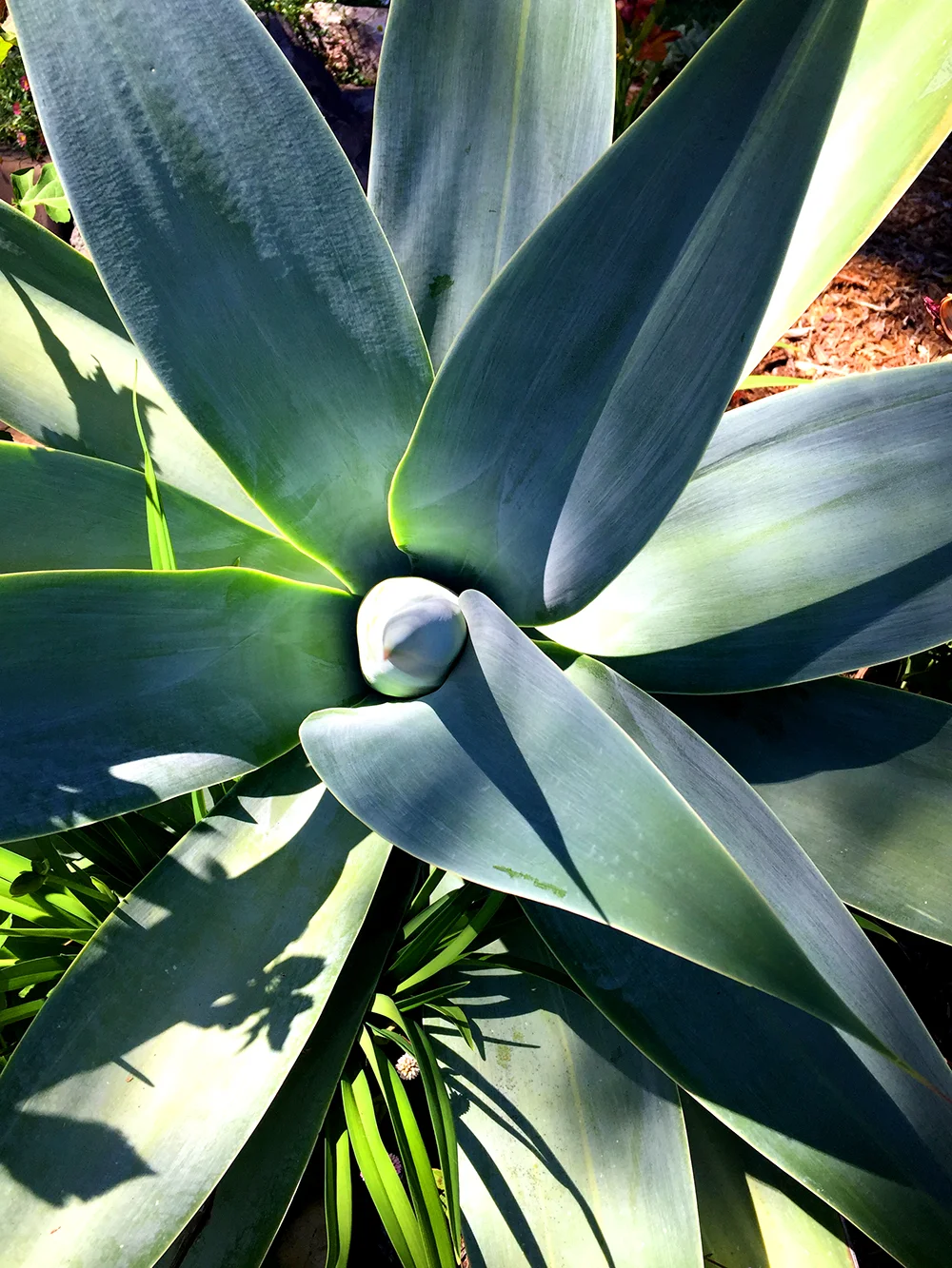 d3e56-marin-garden-tour-06.jpg