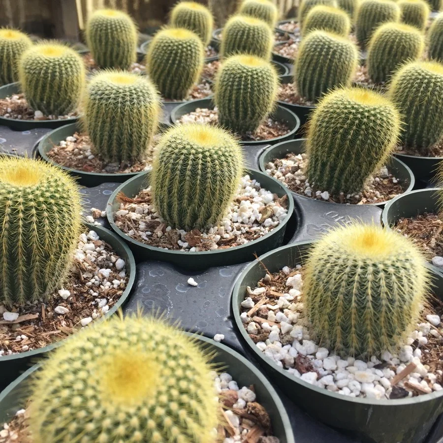 01e03-succulents-9.jpg