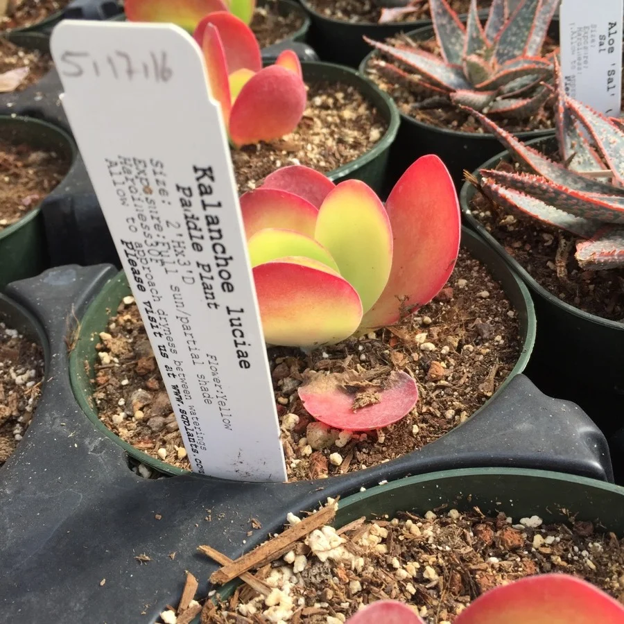2166c-succulents-4.jpg