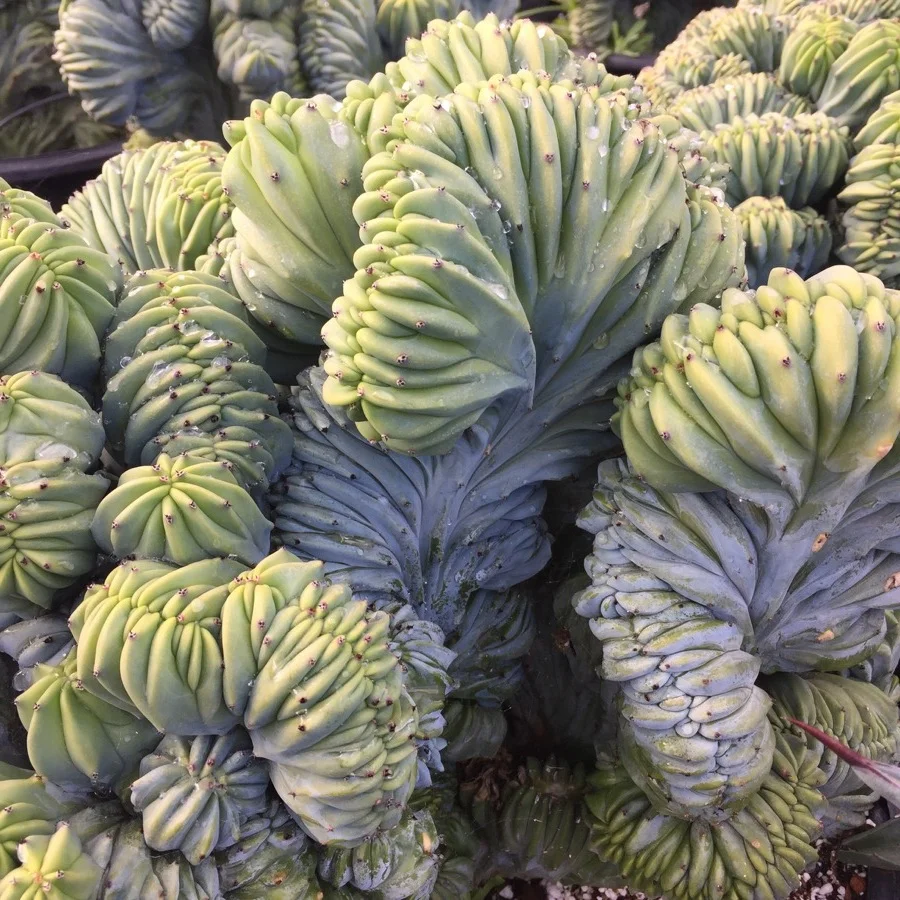 2bb87-succulents-19.jpg