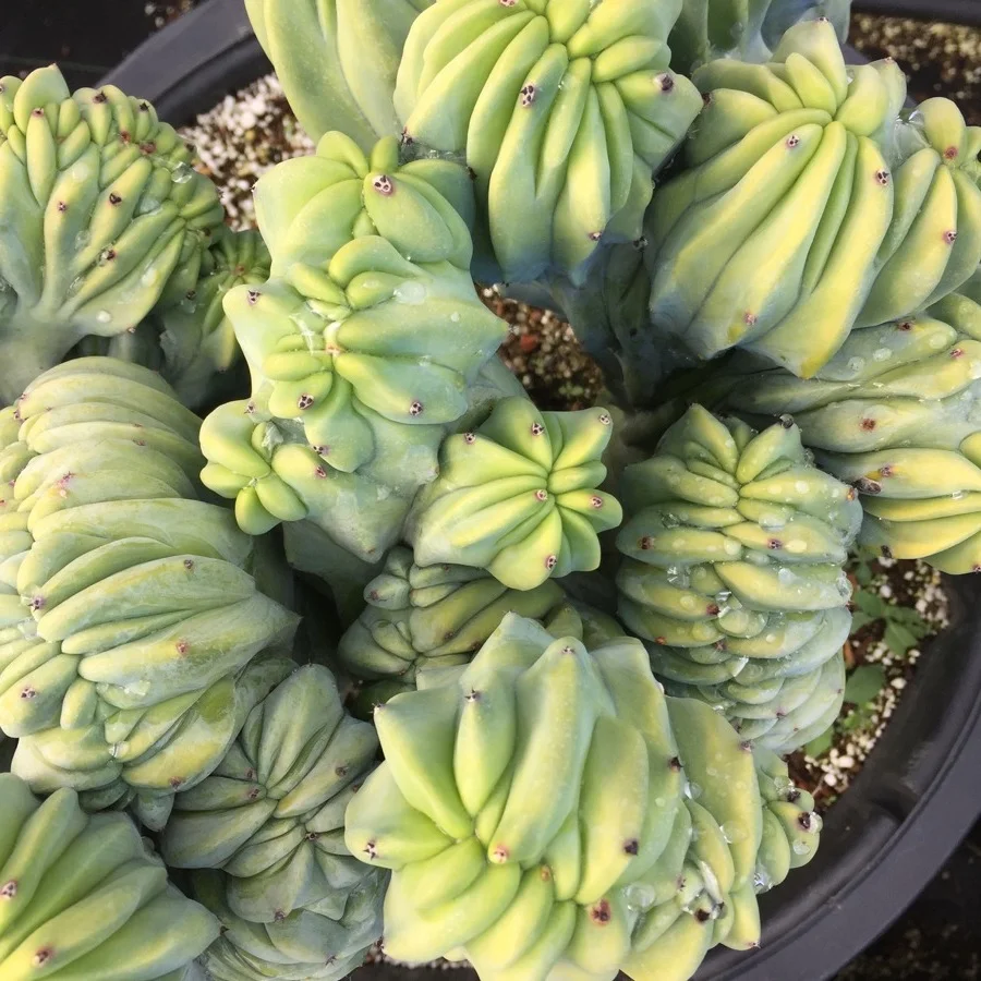 5256e-succulents-21.jpg
