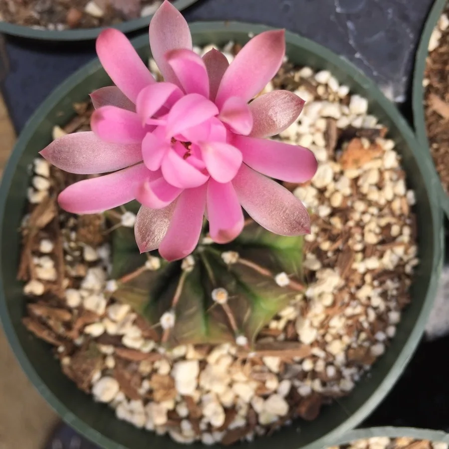 c470a-succulents-10.jpg