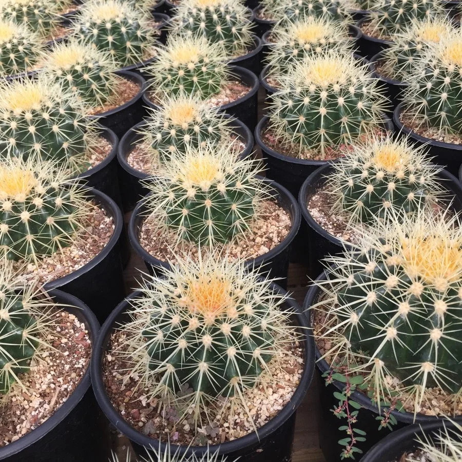 cfcd4-succulents-11.jpg