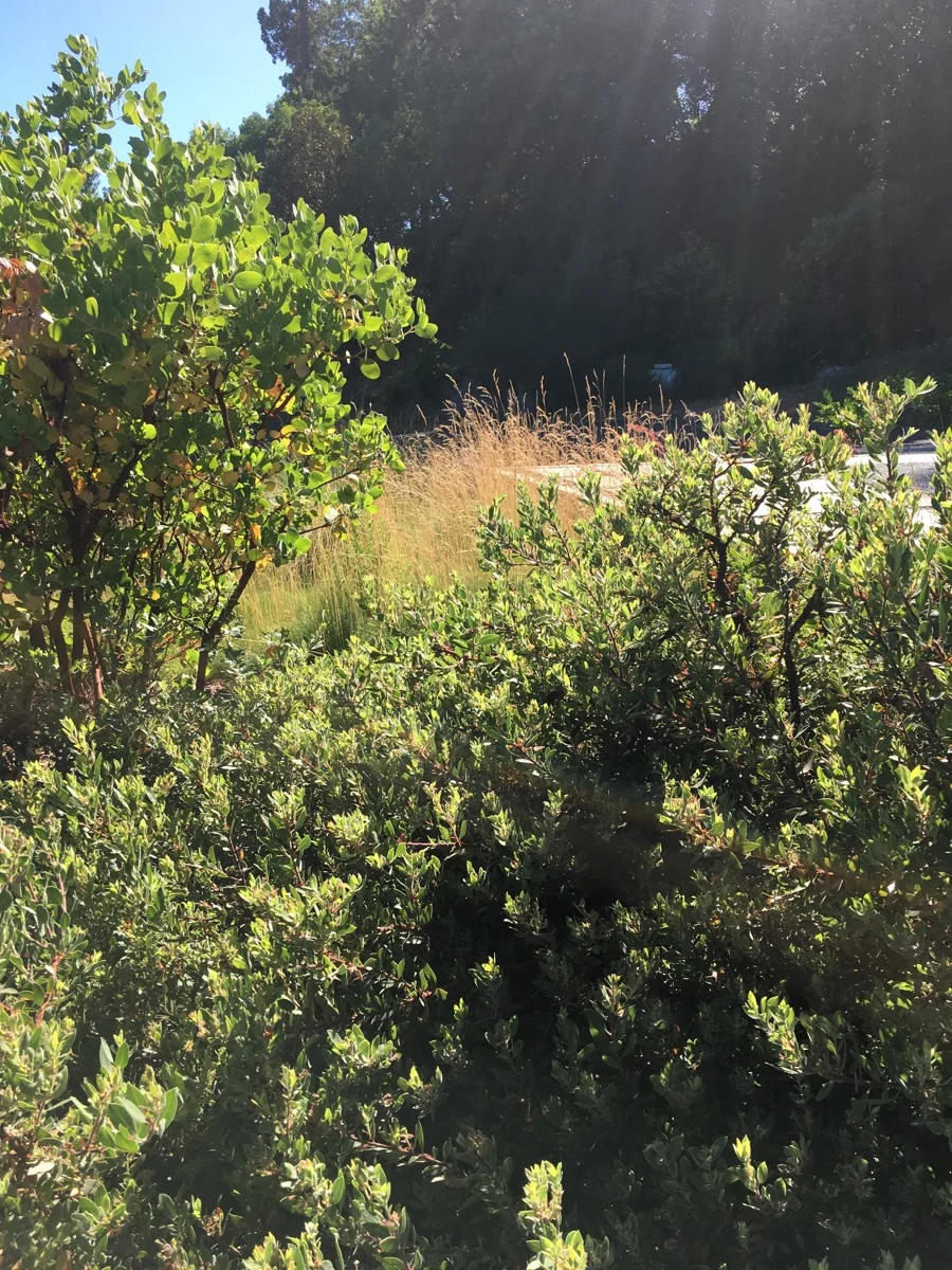 c143a-arterra-landscape-healdsburg-garden-08.jpg
