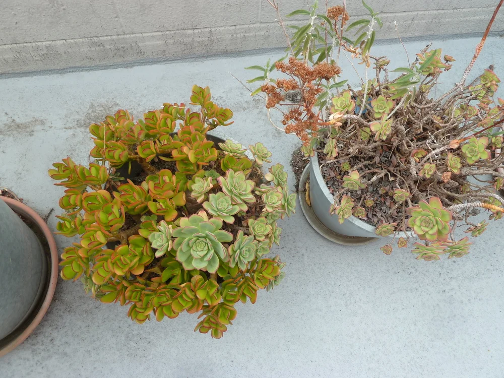 72cec-p1110752.jpg