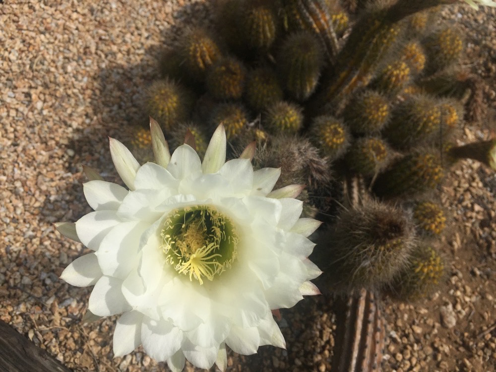 eb42c-arboretum-arterra-01.jpg