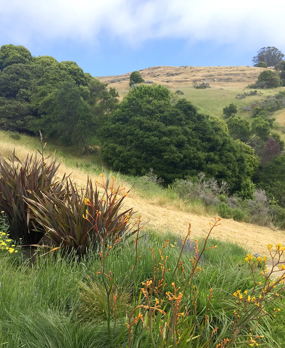 17abf-marin-garden-tour-01.jpg