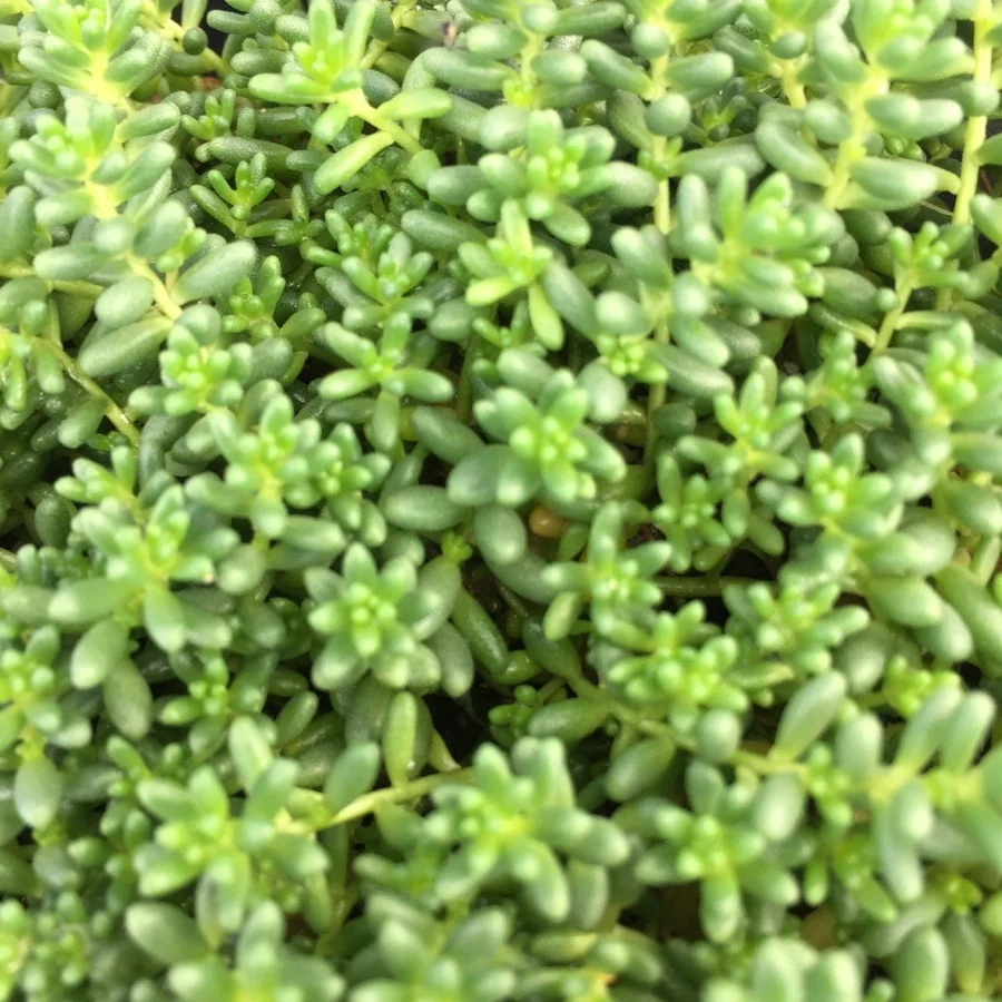 7f5cf-succulents-18.jpg