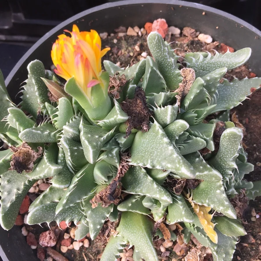 f5522-succulents-7.jpg
