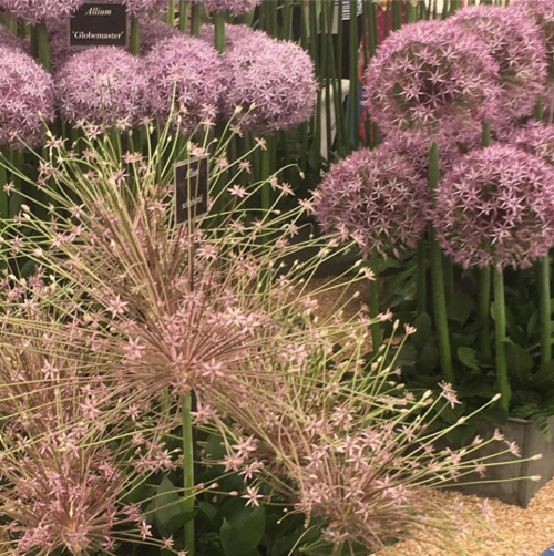 arterra-chelsea-garden-show-13.png