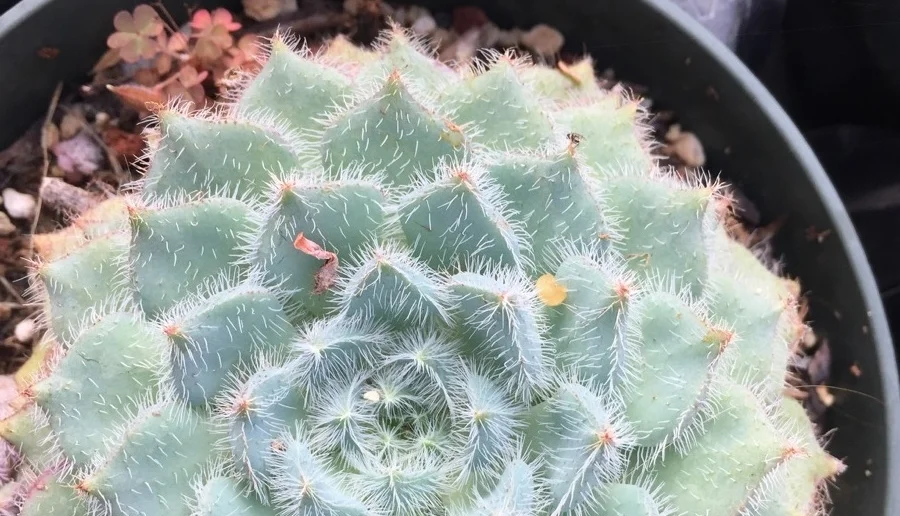 A Visit to Succulent Gardens