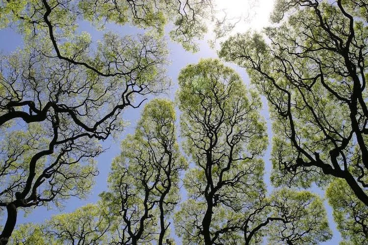 The Crown Shyness Phenomenon, via My Modern Met