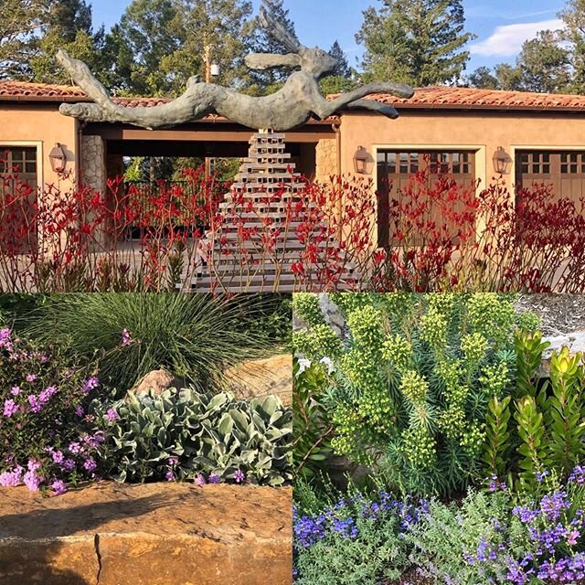 Playful use of plant material has this bunny by Barry Flanagan leaping through a meadow of kangaroo paws. The drought tolerant plant palette rounds out the landscape at this wine country estate.  #landscapearchitecture #wlam2020 #worldlandscapearchit