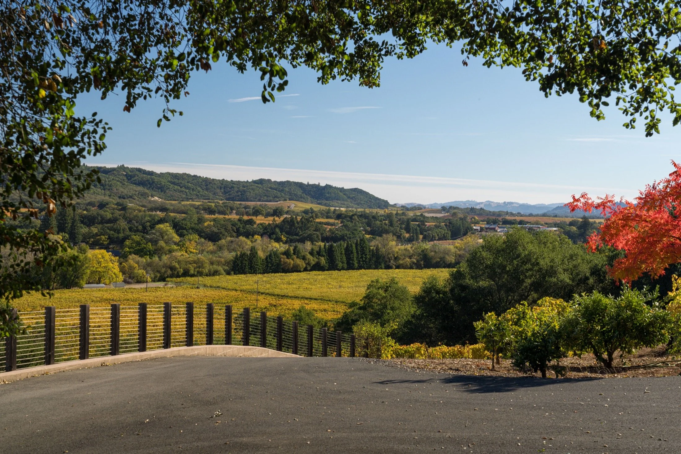 Dry Creek-Mohit-Arterra -34.jpg