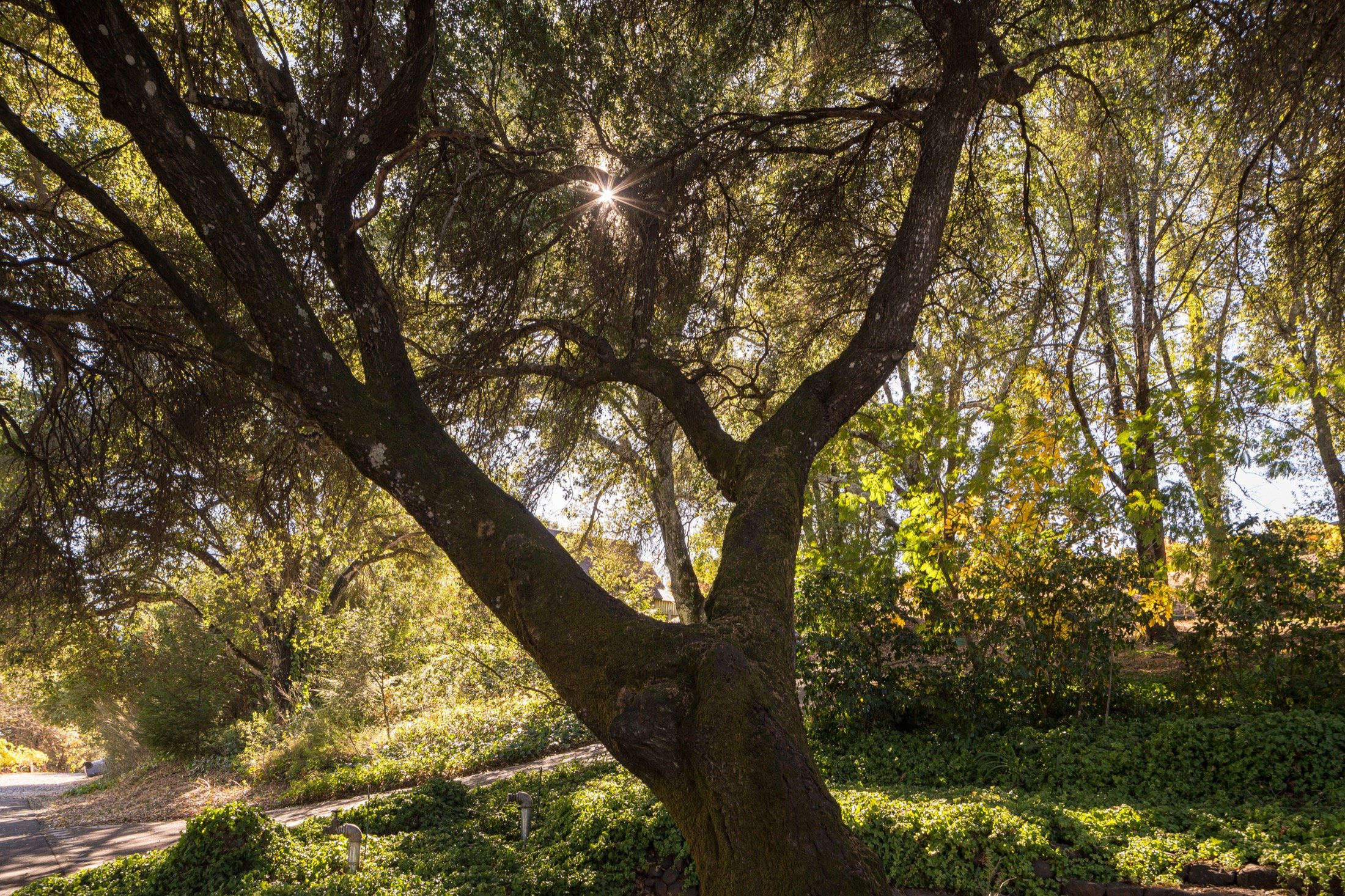 Dry Creek-Mohit-Arterra -41.jpg