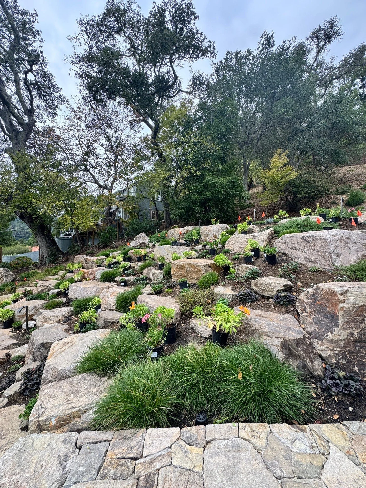 Planting day at our hillside amphitheater in Mill Valley.

Landscape Contractor: @oxbowpoolandlandscape
Masonry: A Lost Art Custom Stonework and Design
General Contractor: Abacus Builders Inc.

#landscapearchitecture  #arterraonsite