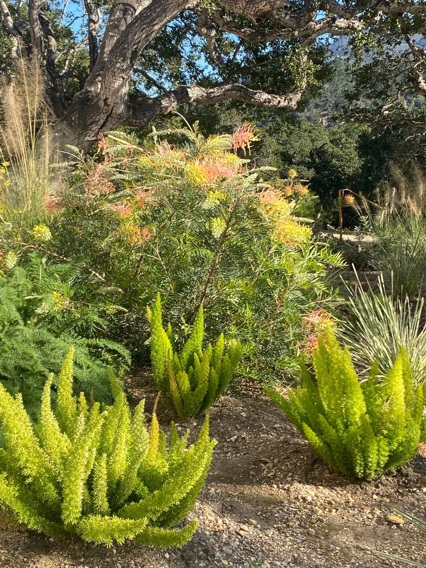 A spot of sunshine highlights the new growth after the winter rains. We're planting the last of this mediterranean hillside home this month!

#carmelvallley #arterraonsite #hillsidelandscape #mediterraneanplants #sitevisit