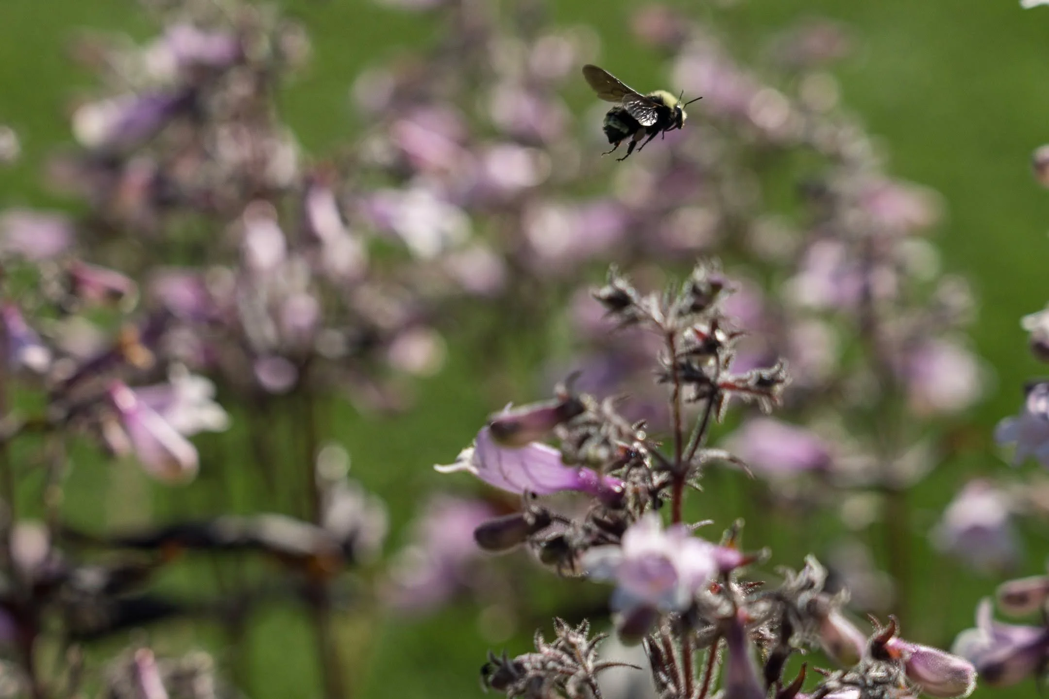 We are always delighted to see one of our pollinator landscapes doing its intended job. Happy Earth Day! 

Photographer: @adampottsphoto
Architect : @at6db

#earthday #pollinatorplanting #landscapearchitecture

#WLAM2026 @nationalasla @asla.norcal