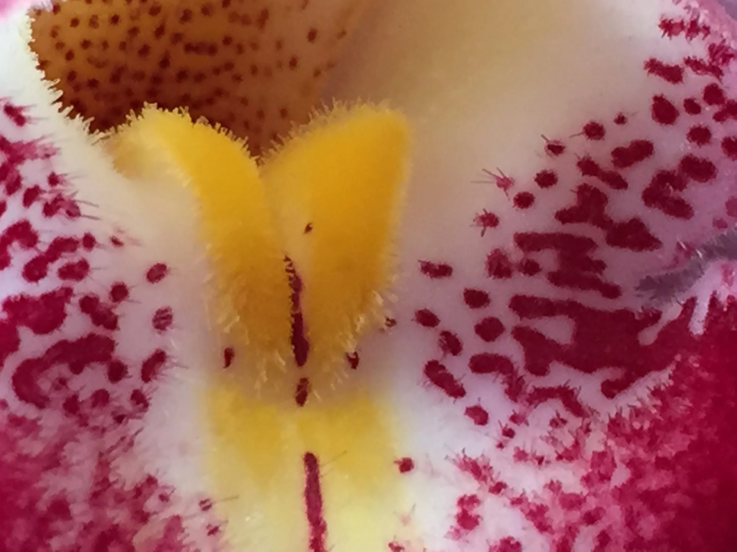 Primal, Wild, Sexual Energy