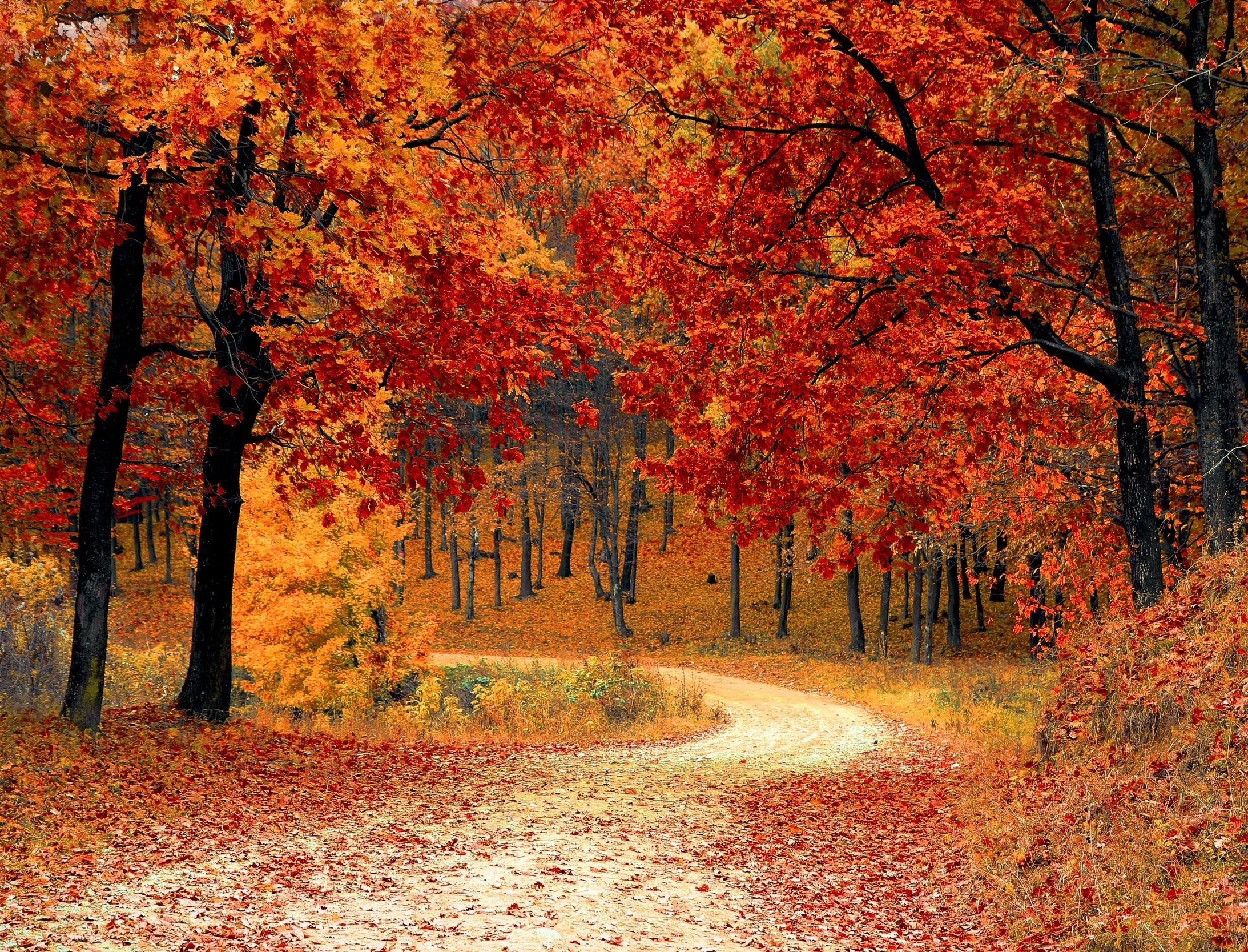 fall-autumn-red-season.jpg