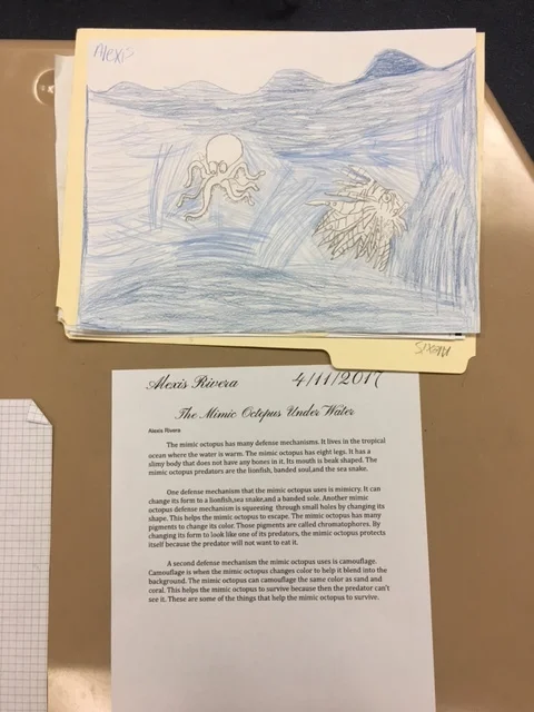 Student Work Mimic Octopus.JPG