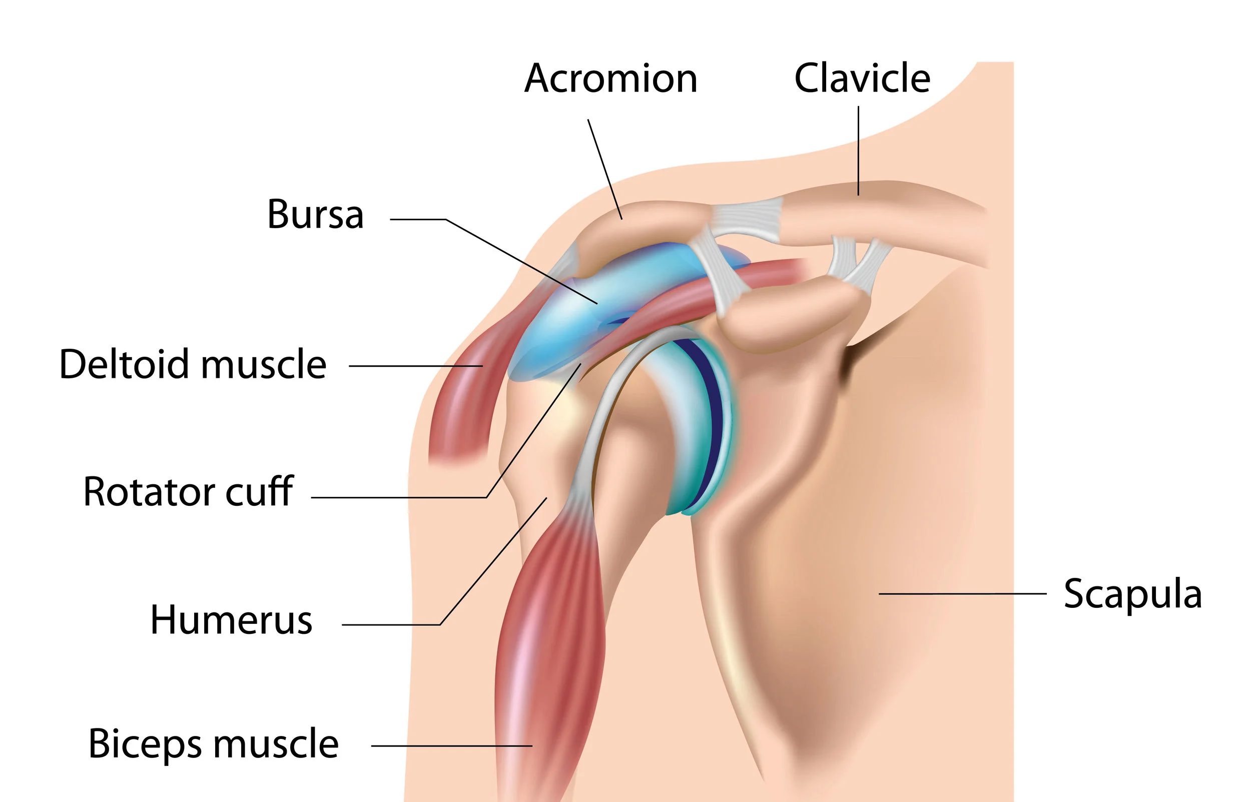 Bursitis-Shoulder-Pain.jpg