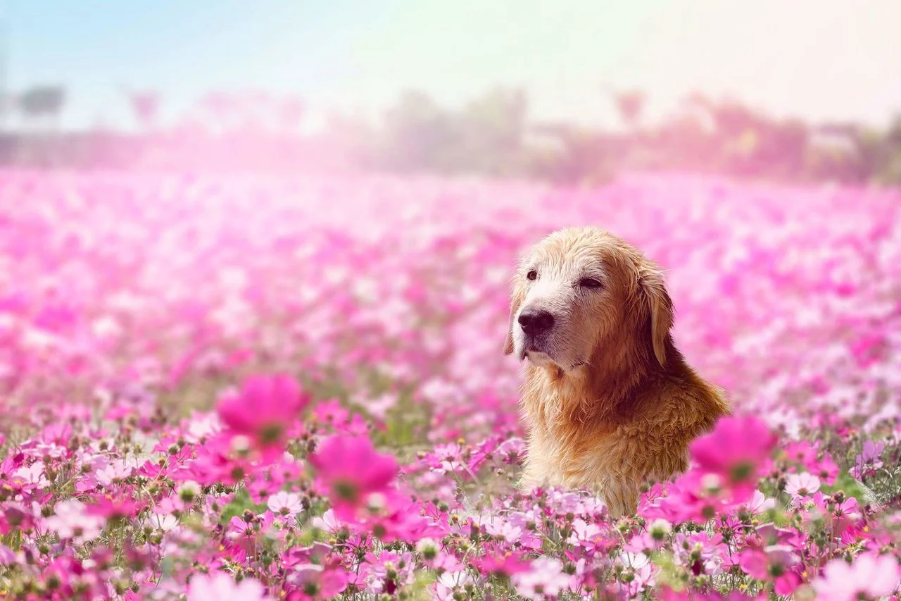 PET MED ZONES | Causes of Limping in Dogs