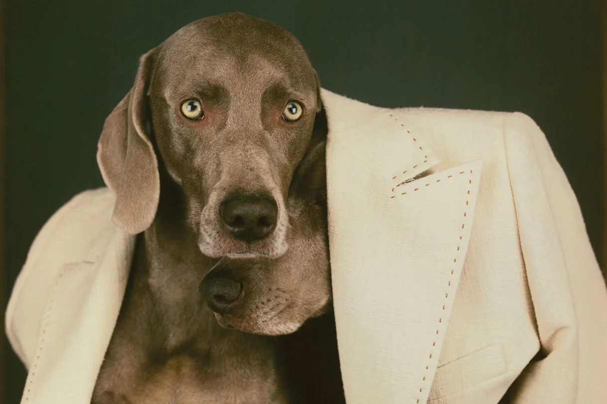 PET MED ZONES | Paralysis in Dogs: What Causes It?