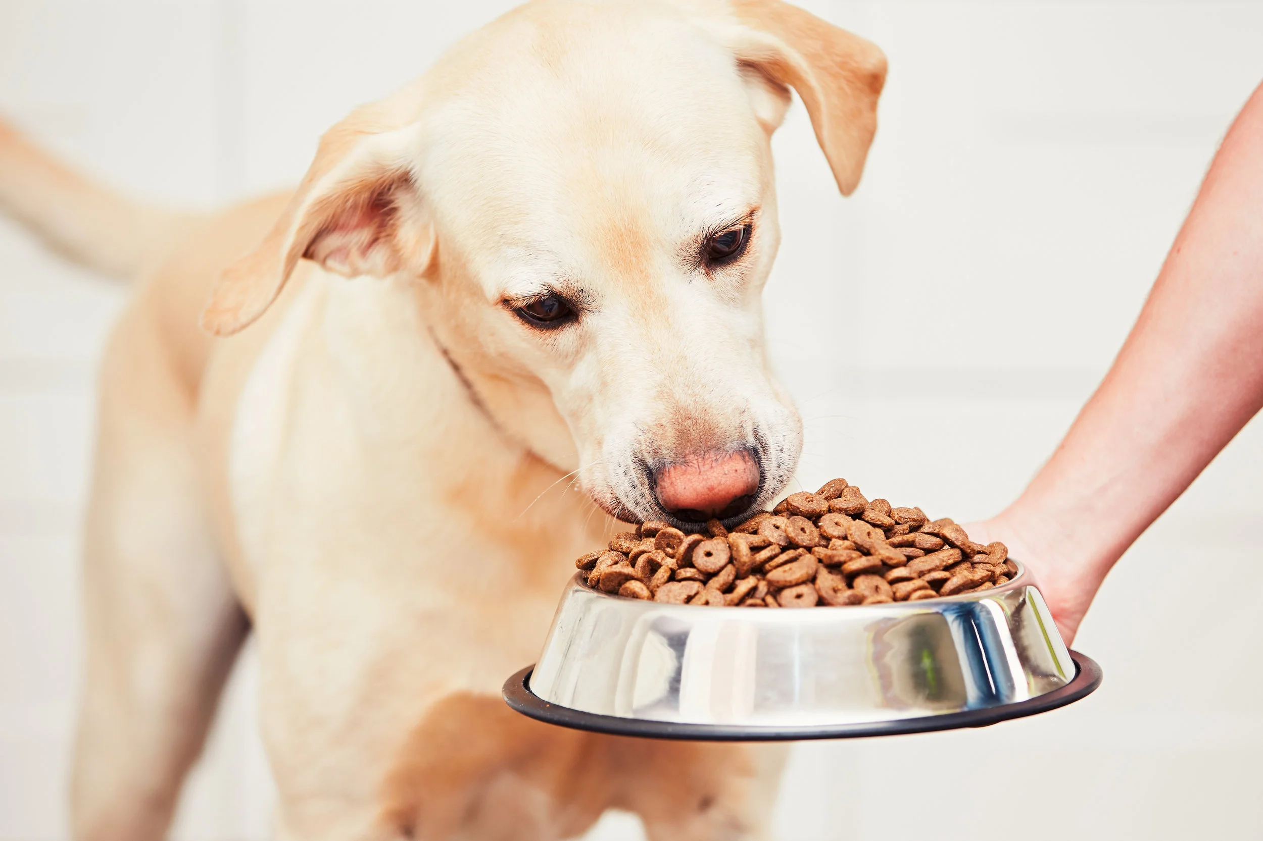 PET MED ZONES | Signs Your Dog May Be Blind