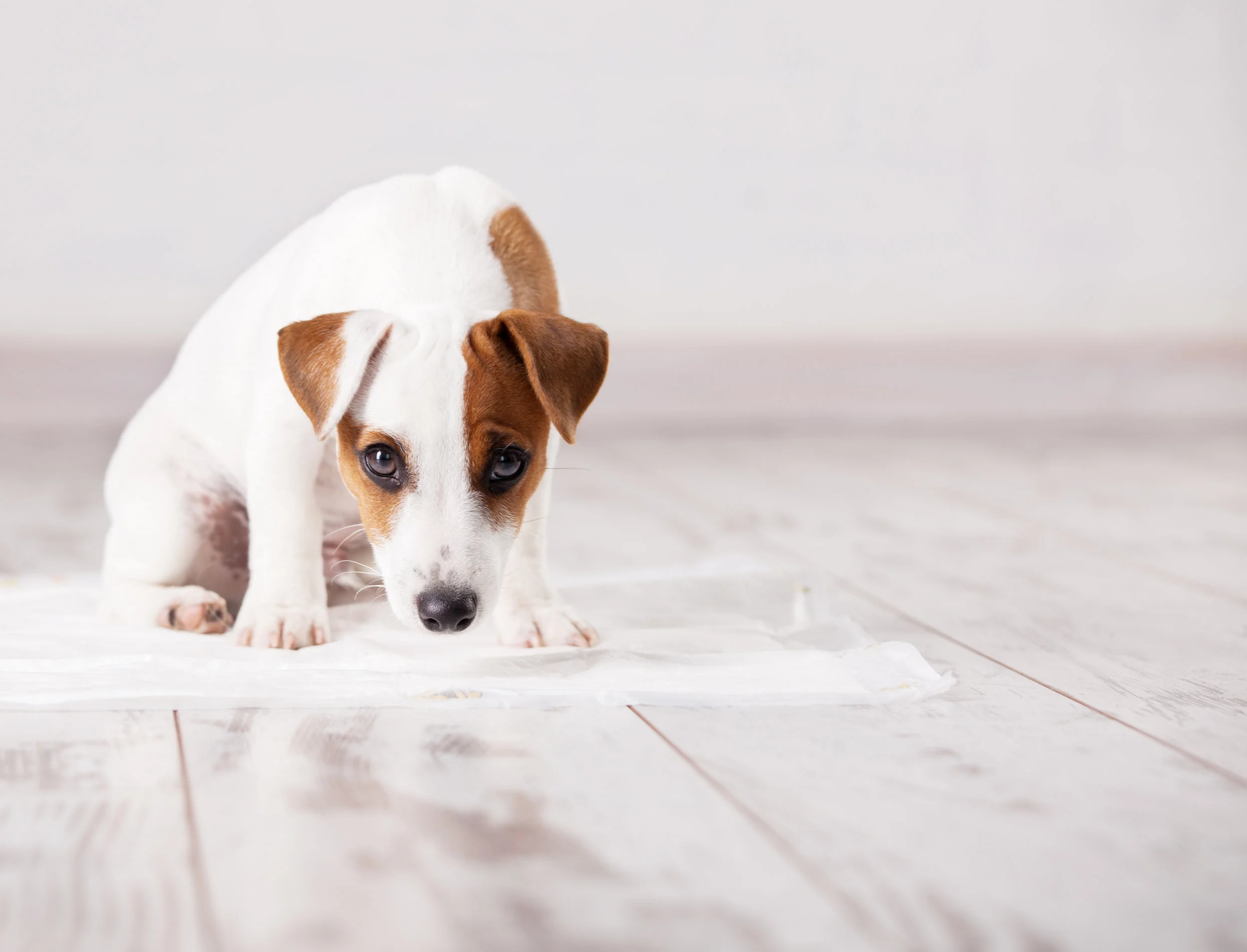 PET MED ZONES | Why Is My Dog Vomiting
