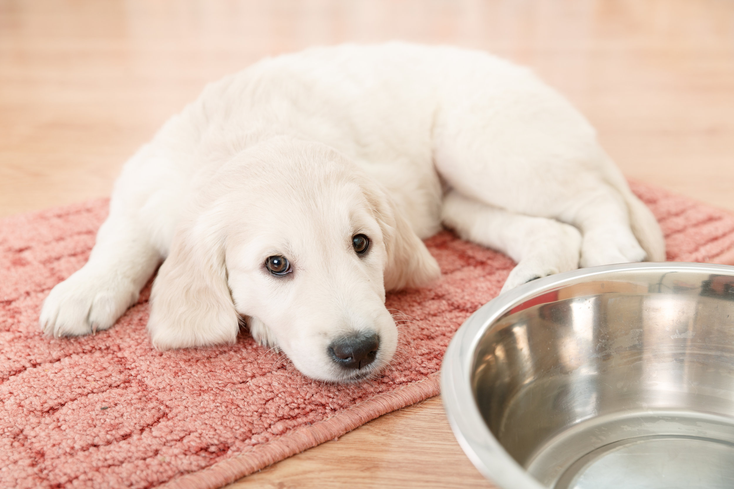 PET MED ZONES | What Causes Separation Anxiety in Dogs?