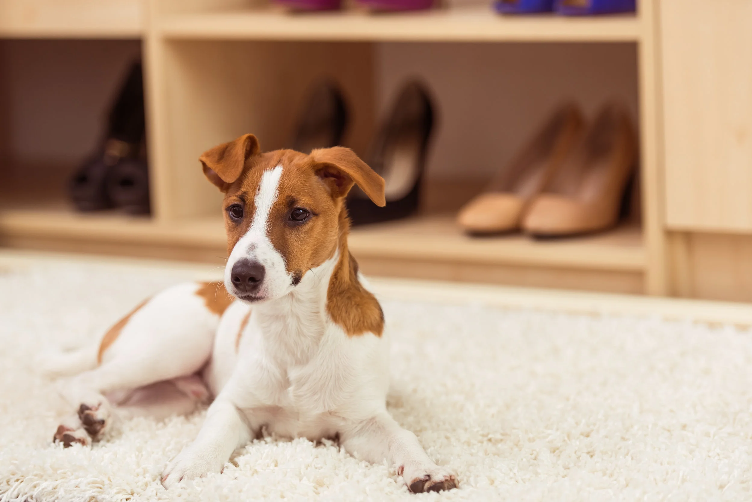 PET MED ZONES | How to Recognize Signs of Anxiety in Dogs