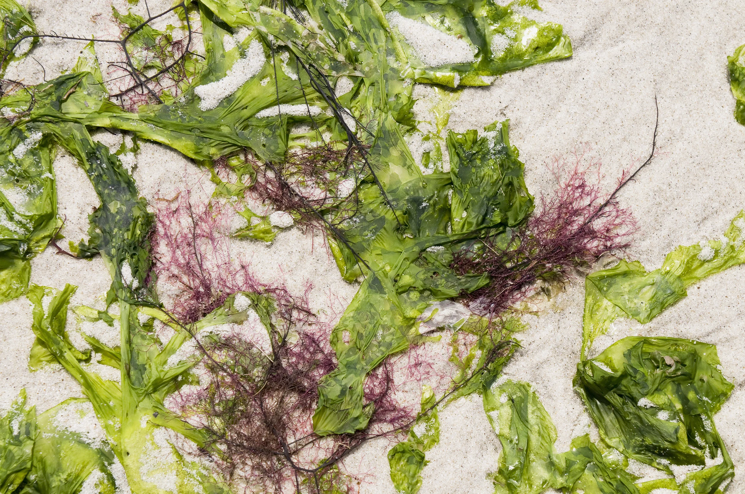 THE MISSING LINK | What Kinds of Nutrients Are Found in Kelp?