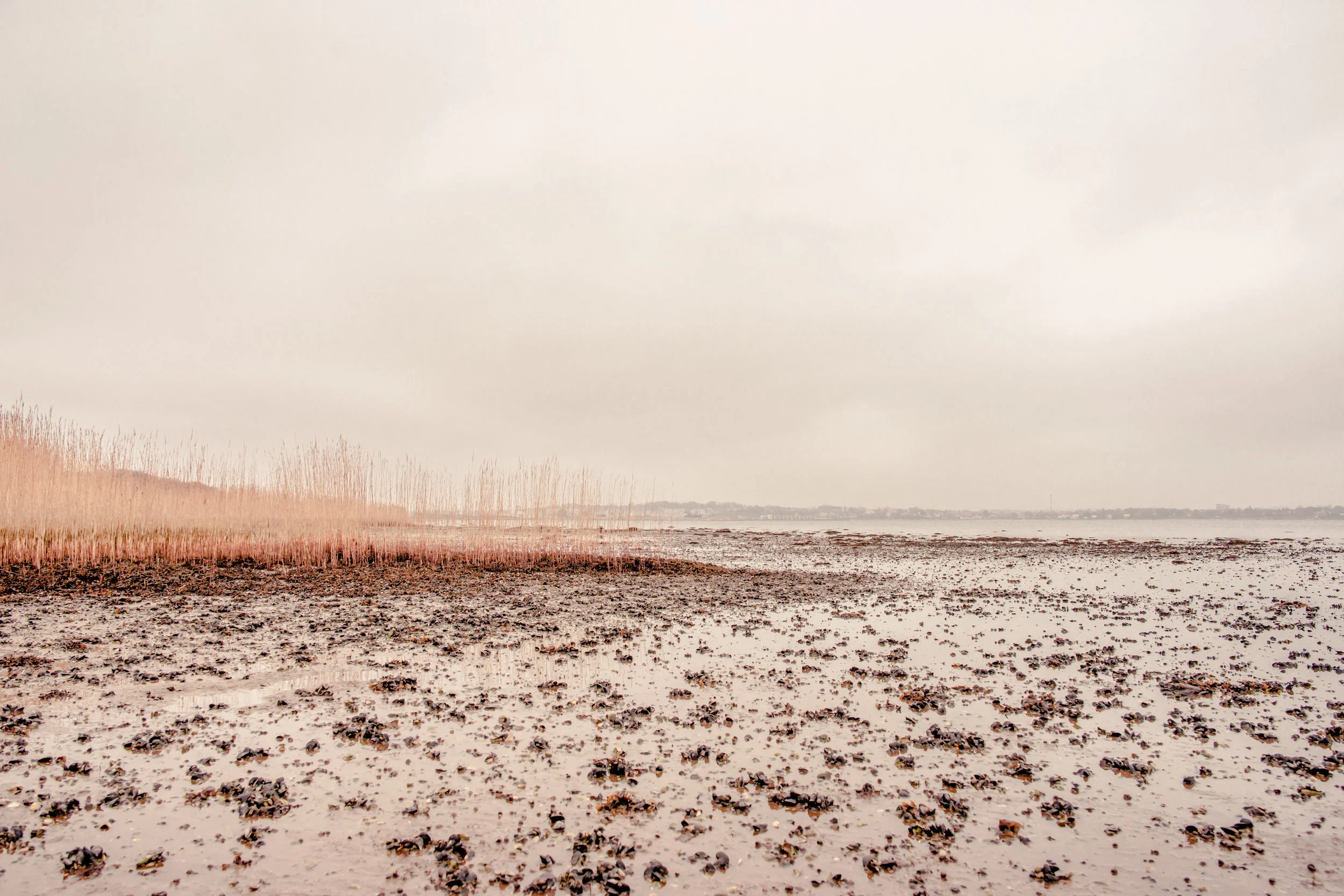 THE MISSING LINK | What is Kelp?