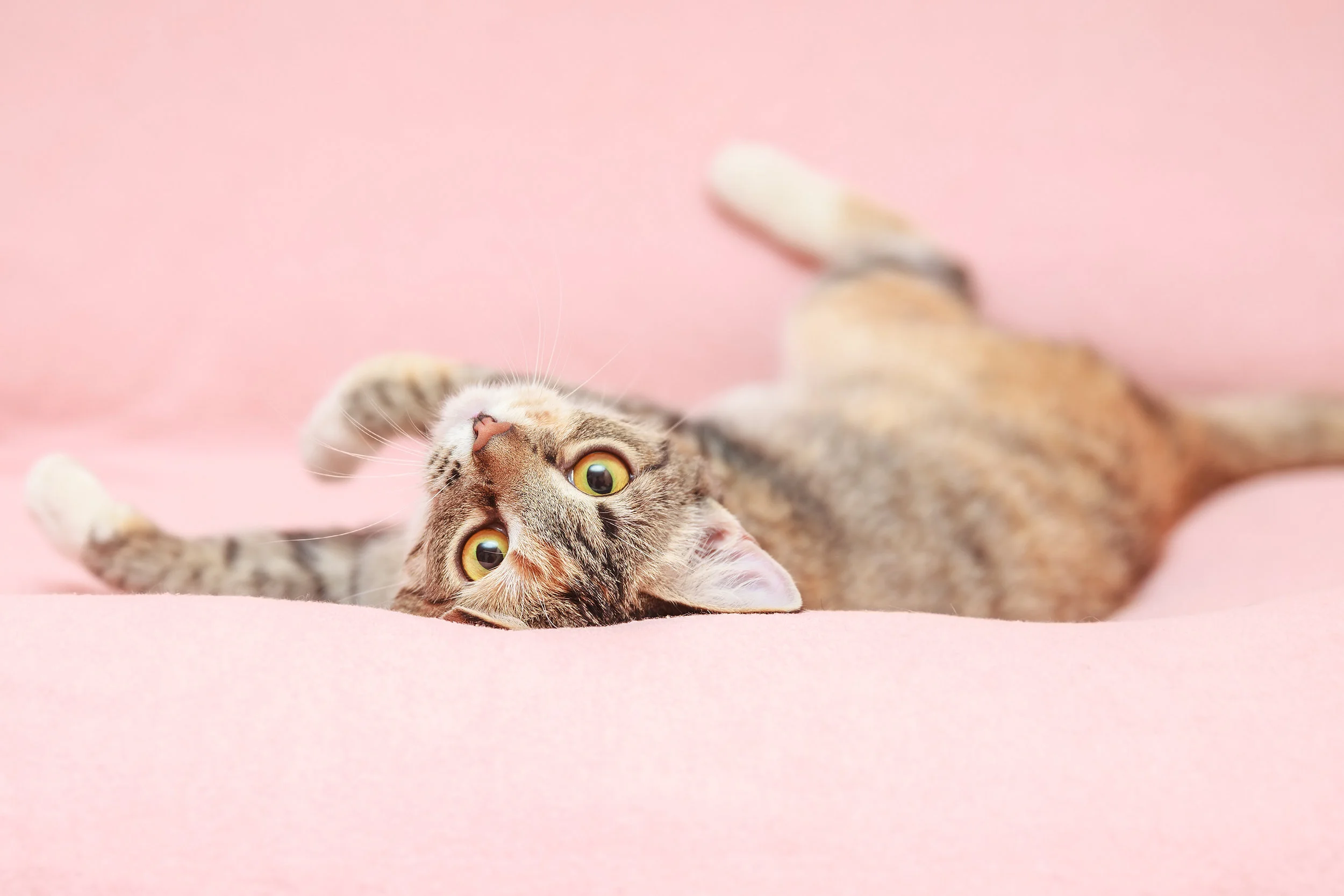 PET MED ZONES | Preventing Obesity in Cats